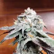 Reveg & Pollination
