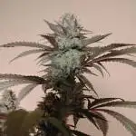 1 Gallon Drip Irrigation Organic