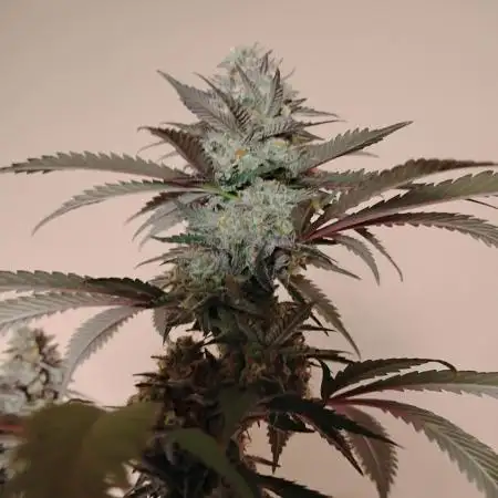 1 Gallon Drip Irrigation Organic