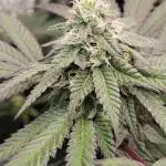 Purple Chrome 💜 (round 2)