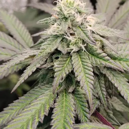 Purple Chrome 💜 (round 2)