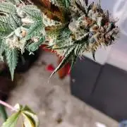 Real Deal OG Kush (PDX cut)