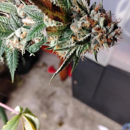 Real Deal OG Kush (PDX cut)
