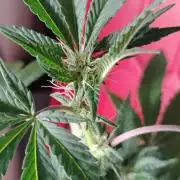 Legit SuperBoof Strain of The Year
