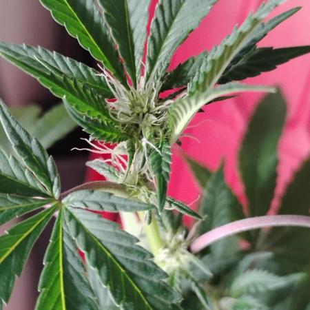Legit SuperBoof Strain of The Year