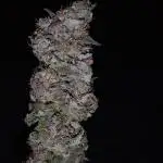 Purple Chrome #8 Kaprikorn Clones