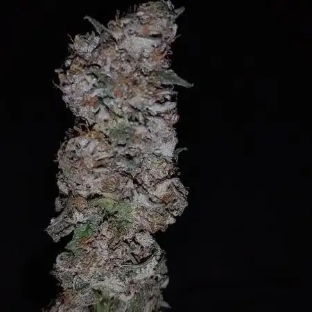 Purple Chrome #8 Kaprikorn Clones