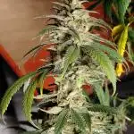 Baking Blueberry Muffins - Humboldt Breeder Clone