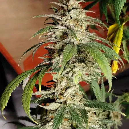 Baking Blueberry Muffins - Humboldt Breeder Clone