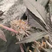 Pure bag appeal Gelato Gelato Gelato 49