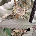 Pure bag appeal Gelato Gelato Gelato 49