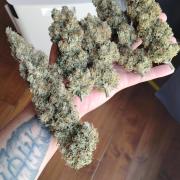 Super Sour Double Diesel Seed Hunt
