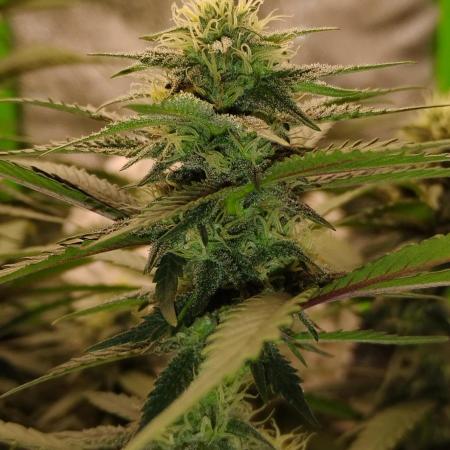 1 Gallon Drip Irrigation Organic