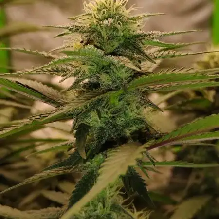 1 Gallon Drip Irrigation Organic