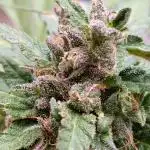 Blueberry Yum Yum