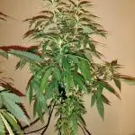 Blueberry Muffins Humboldt cut Round 2