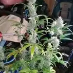 Divine Rapier (indoor) Divine Seeds 2025