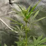 Divine Rapier (indoor) Divine Seeds 2025