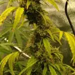 Black Opium(indoor)Divine seeds 2025