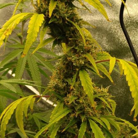 Black Opium(indoor)Divine seeds 2025