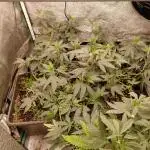 Pure bag appeal Gelato Gelato Gelato 49