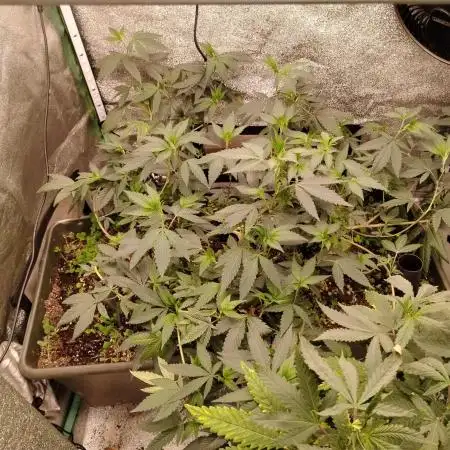 Pure bag appeal Gelato Gelato Gelato 49