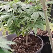 Izi Seeds- Permanent Blues