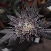 Purple Chrome 💜 (round 2)