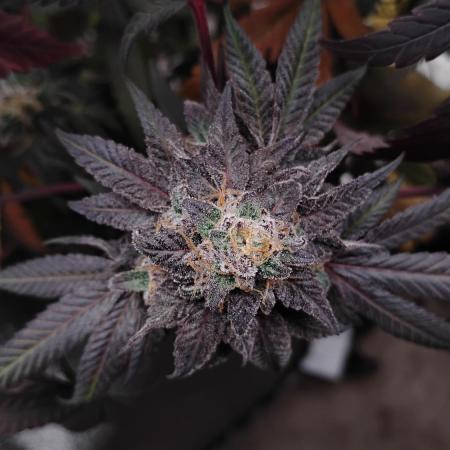 Purple Chrome 💜 (round 2)