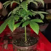 Izi Seeds- Permanent Blues