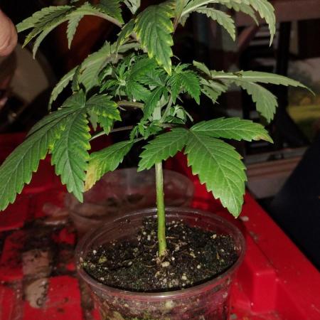 Izi Seeds- Permanent Blues