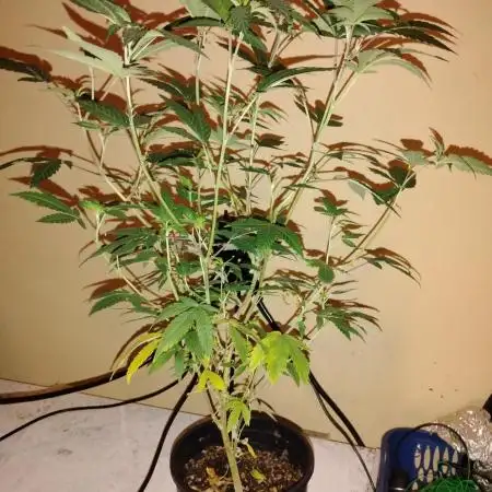 Pure bag appeal Gelato Gelato Gelato 49