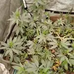Pure bag appeal Gelato Gelato Gelato 49