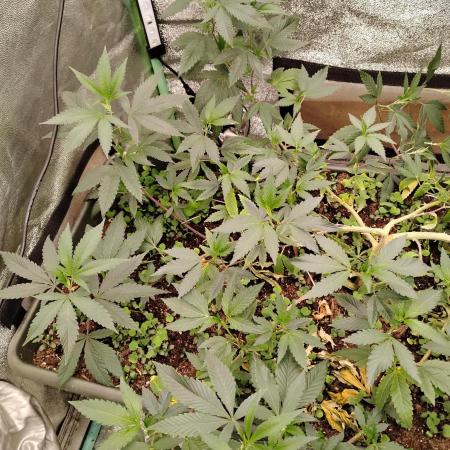 Pure bag appeal Gelato Gelato Gelato 49