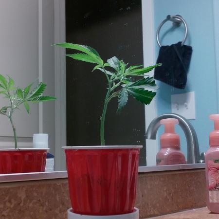 Rainbow Zoap Tiki Madman Cut