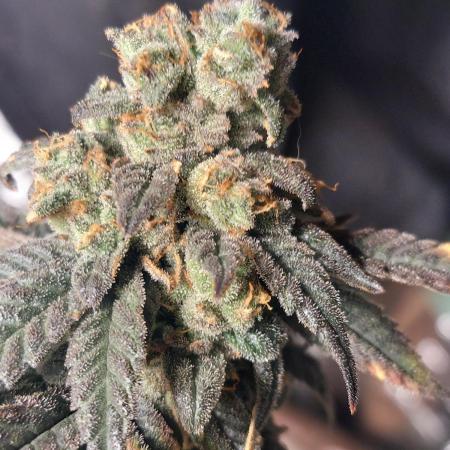 2025 Eternity Grow Cup