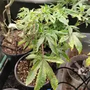 Rainbow Zoap Tiki Madman Cut