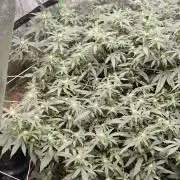 Spritzer Yield Run
