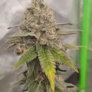 Legit SuperBoof Strain of The Year