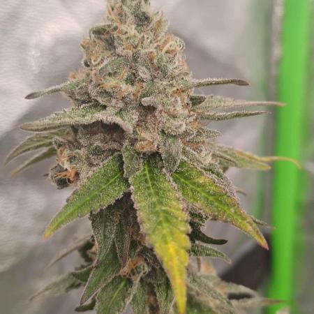 Legit SuperBoof Strain of The Year