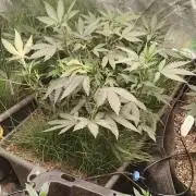 Judasstein - Thydankgenetics