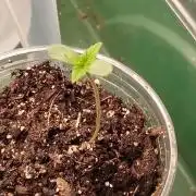 Izi Seeds- Permanent Blues