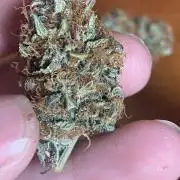 Real Deal OG Kush (PDX cut)