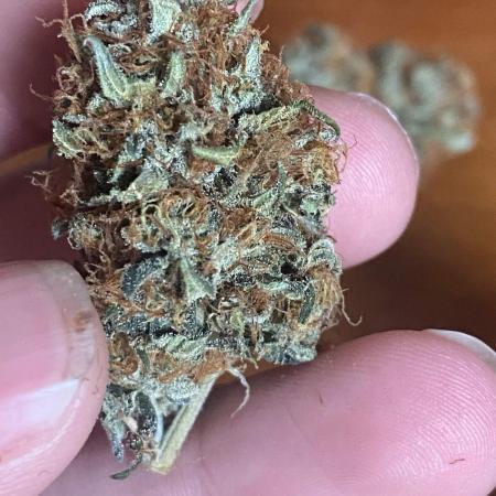 Real Deal OG Kush (PDX cut)