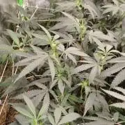 Judasstein - Thydankgenetics