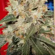 Super Sour Double Diesel Seed Hunt
