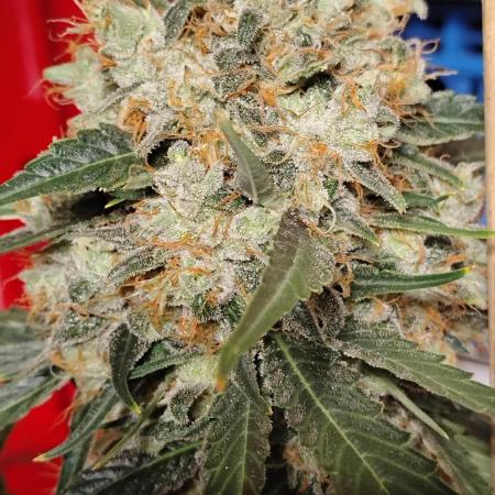 Super Sour Double Diesel Seed Hunt