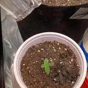 King Louis auto solocup