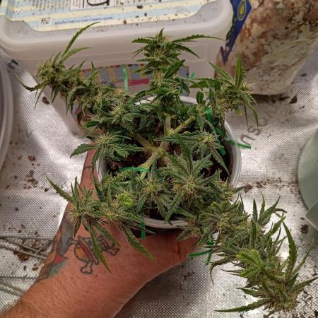 King Louis auto solocup