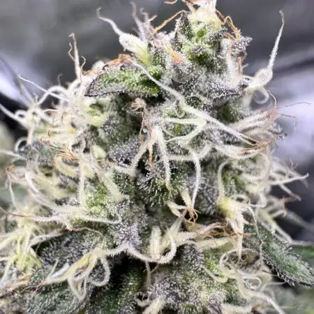 Runtz Muffin Clone
